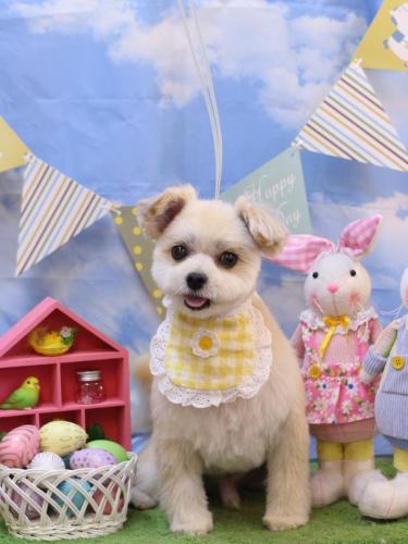 20240327だんごくん